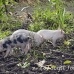 pig_hil_mb_h_0245_png1297.jpg